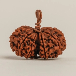 Иша Гаури-Шанкар Рудракша. Для балансировки Иды и Пингалы.